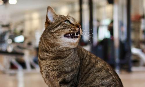 Gato