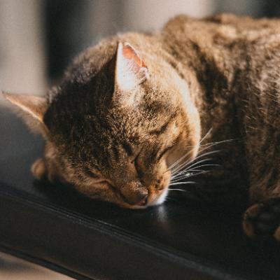 FOCUSIN: EL GATO DEL GYM